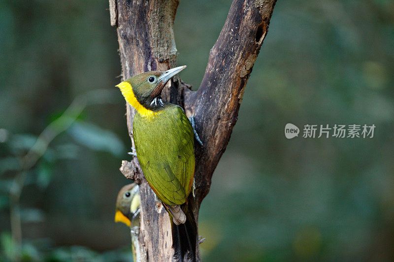 啄木鸟:成年雌性大黄颈雀(Chrysophlegma flavinucha)